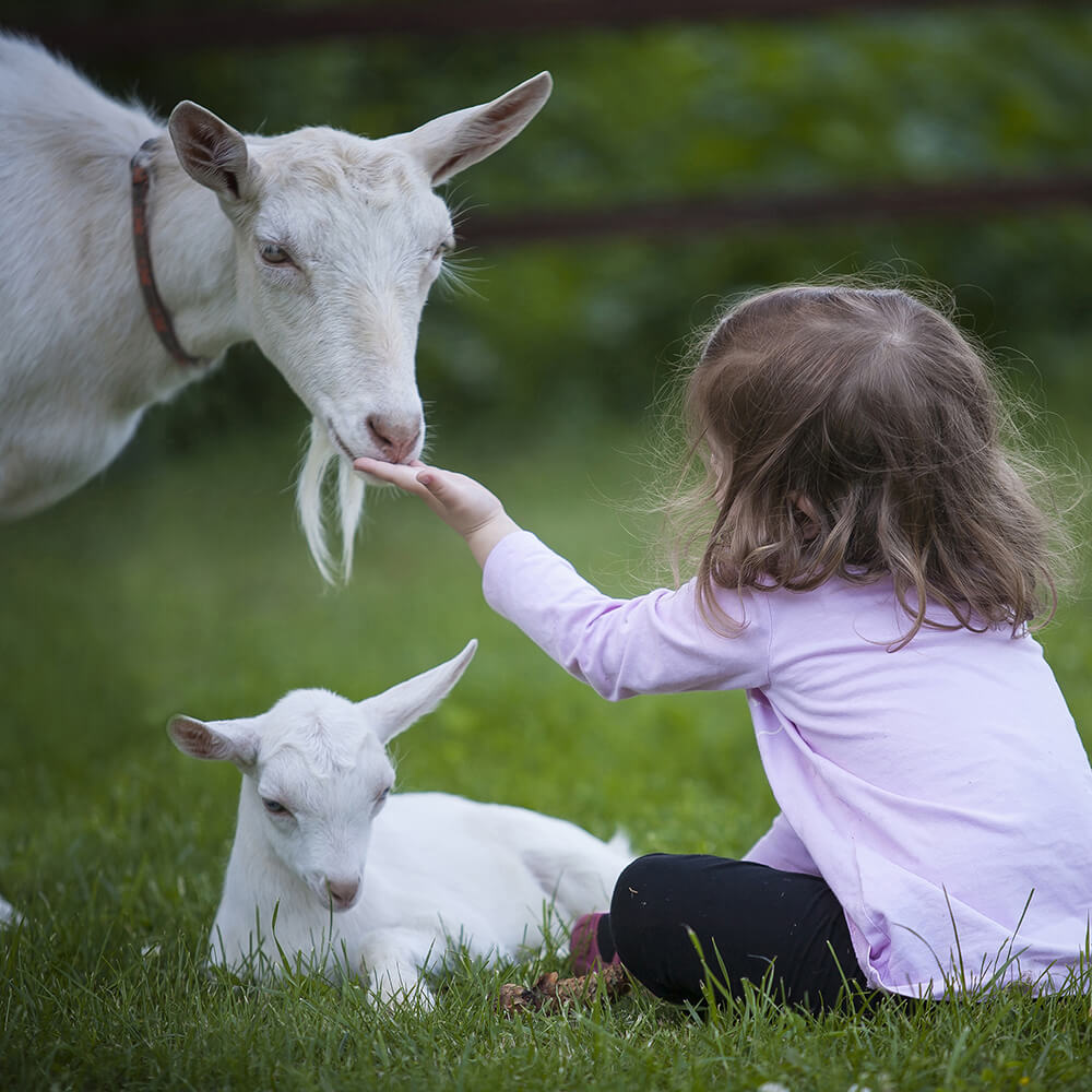 Petite fille qui donne à manger à un chèvre Saanen